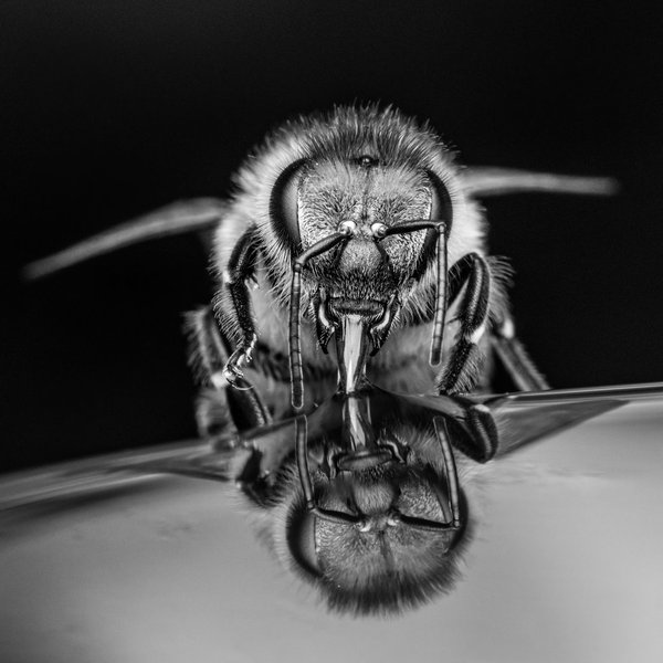 Pourquoi boire de l'eau au miel à  jeun ?